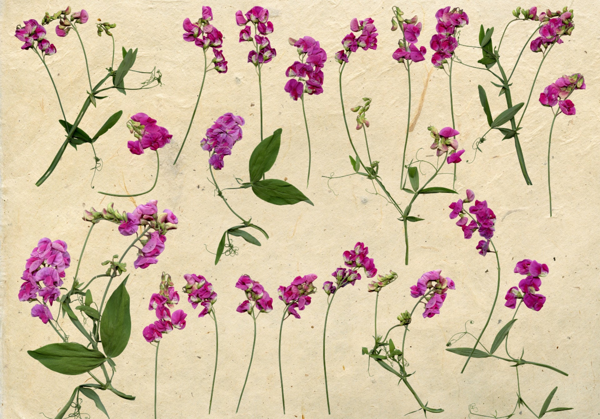 Sweet Pea PNG Flowers clipart Flowers PNG Pea flower | Etsy