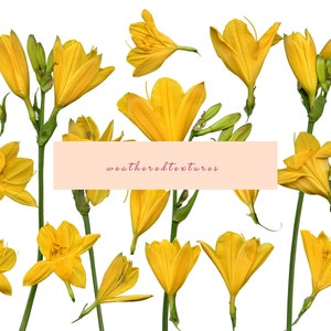 Imágenes prediseñadas de flores amarillas, imágenes prediseñadas de flores, 19 flores PNG,