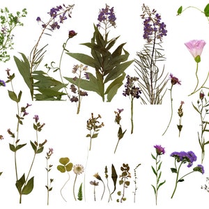 Paquete de imágenes prediseñadas de flores secas, flores secas prensadas PNG, herbario de flores silvestres y hojas, arte digital para invitaciones de boda y manualidades bohemias.