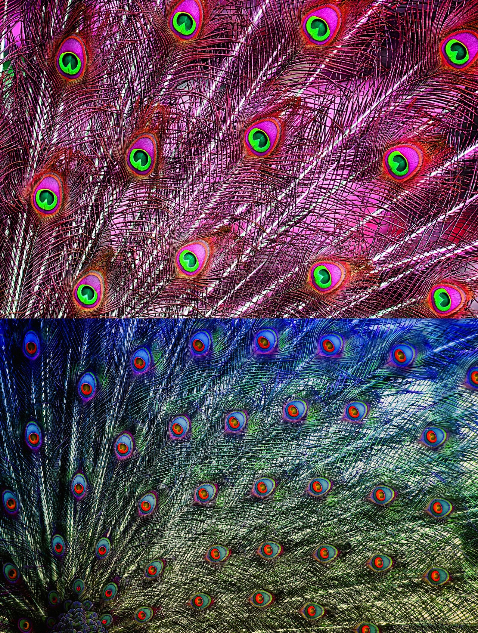 PEACOCK Feathers Paper Pack Digital Papers 11 Peacock - Etsy