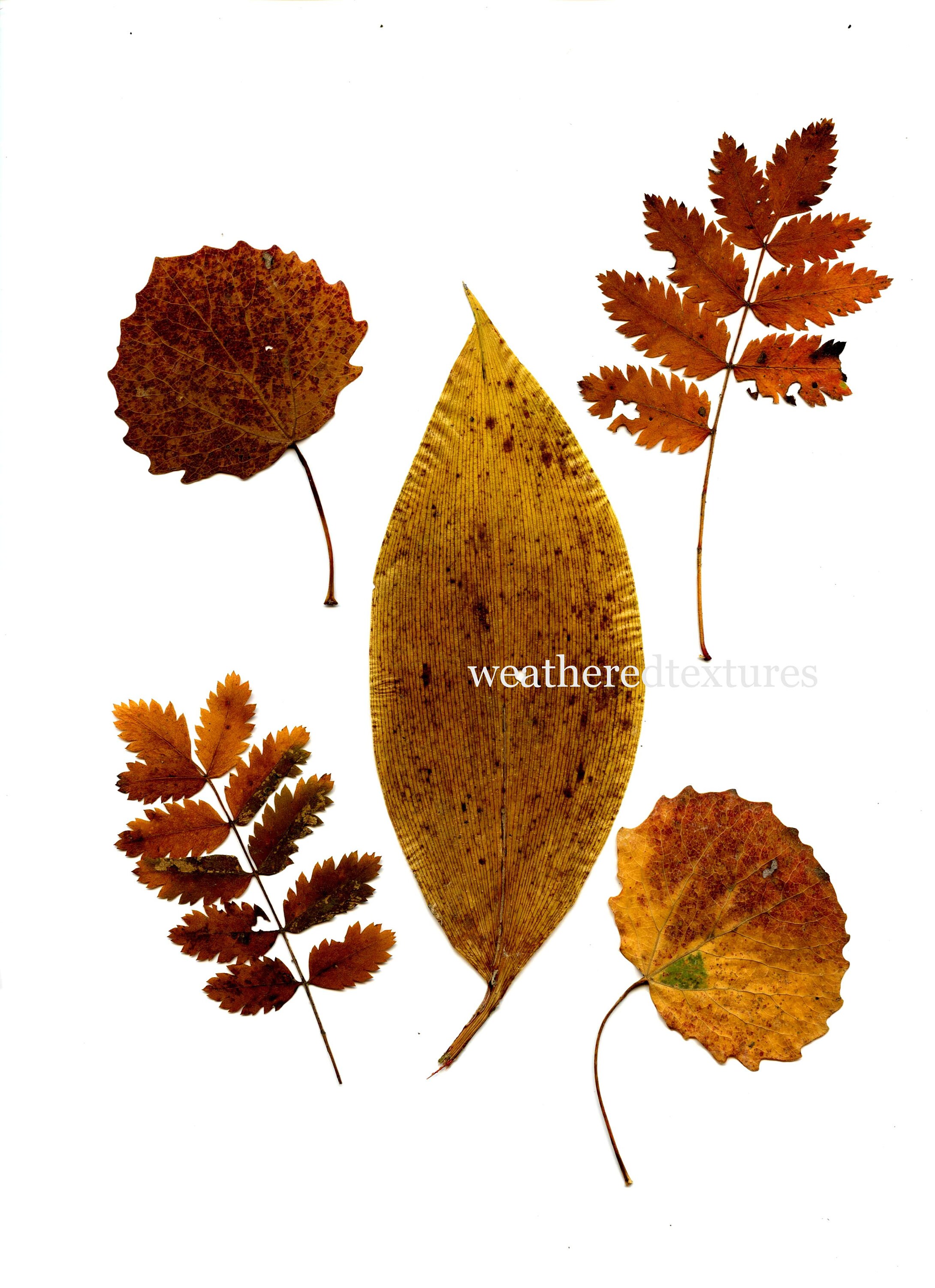 Pressed Leaves Printable Pressed Leaves Digital Download - Etsy
