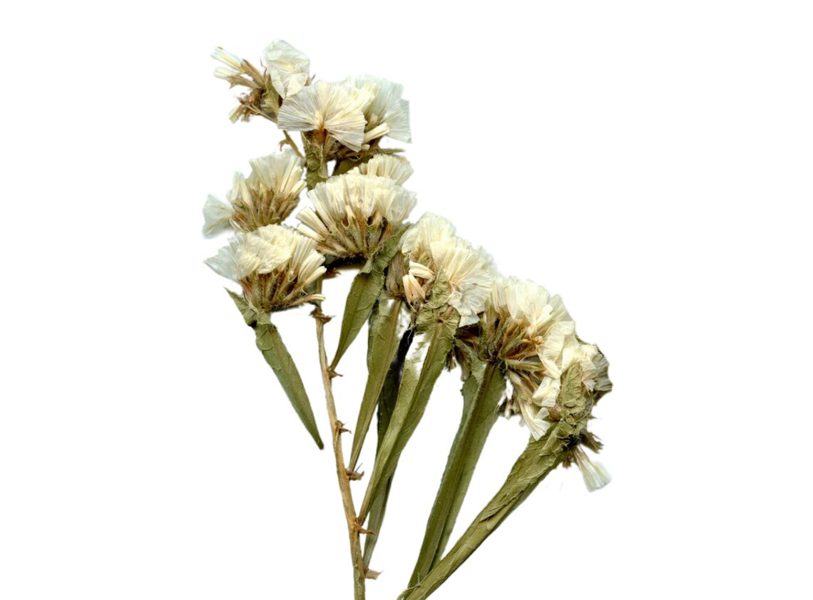 Dry Flowers Clipart Commercial Use Dried Pressed Flower PNG Etsy