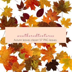 Herbst Clipart, Herbst Blätter, Clip Art, Blatt Clipart, 57 Herbst Blätter, Braun, Rot, Orange, Gelbe Blätter, digitale Bilder, Grafik druckbar