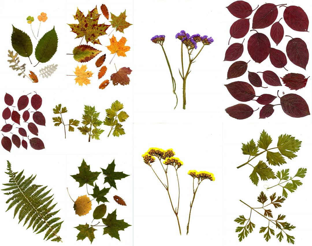 Pressed Flowers, Pressed Leaves, Printable Pressed Flowers, Digital ...