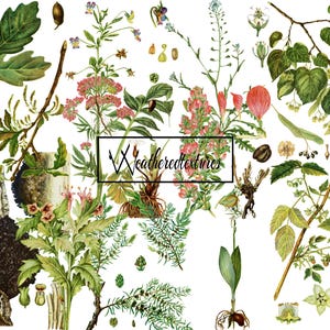 Imágenes prediseñadas de ilustraciones botánicas, 11 archivos PNG, imágenes prediseñadas botánicas vintage, ilustración digital, arte antiguo, ilustración de flores, kit 3
