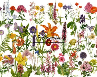 Vintage Botanical Clipart: Antique Flower Illustrations (48 PNG Files) (Digital Download)