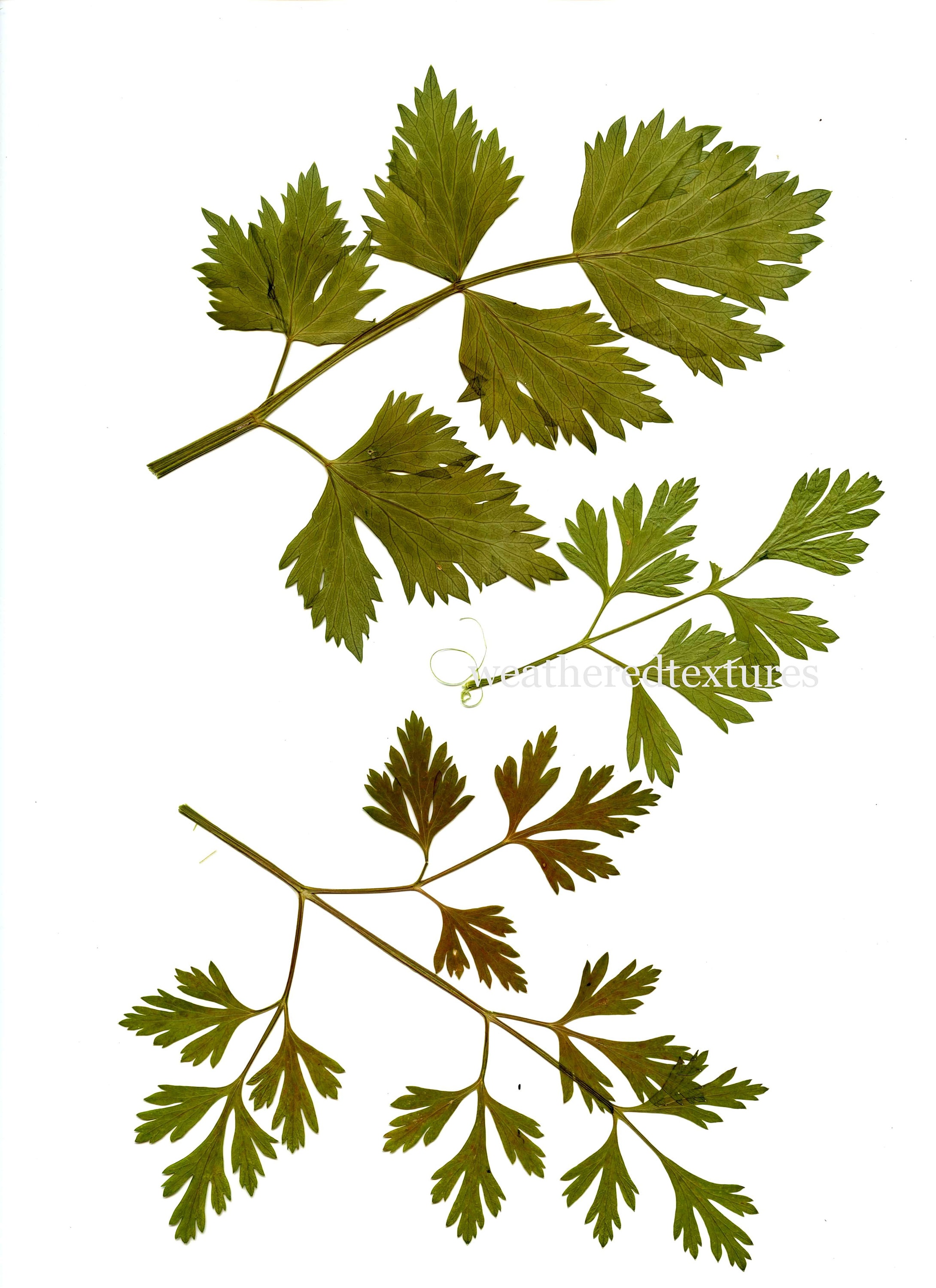 Pressed Flowers Pressed Leaves Printable Pressed Flowers | Etsy