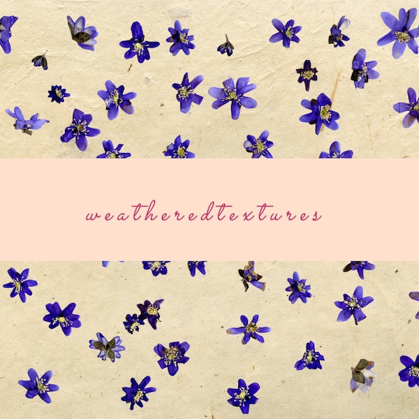 Anemone clipart, Blue flowers clipart, LOBELIA flowers clipart, (Hepatica Nobilis), Spring flowers clipart, Forest Flowers clipart,