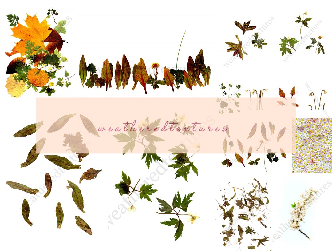 Pressed Flowers, Pressed Leaves, Printable Pressed Flowers, Digital ...