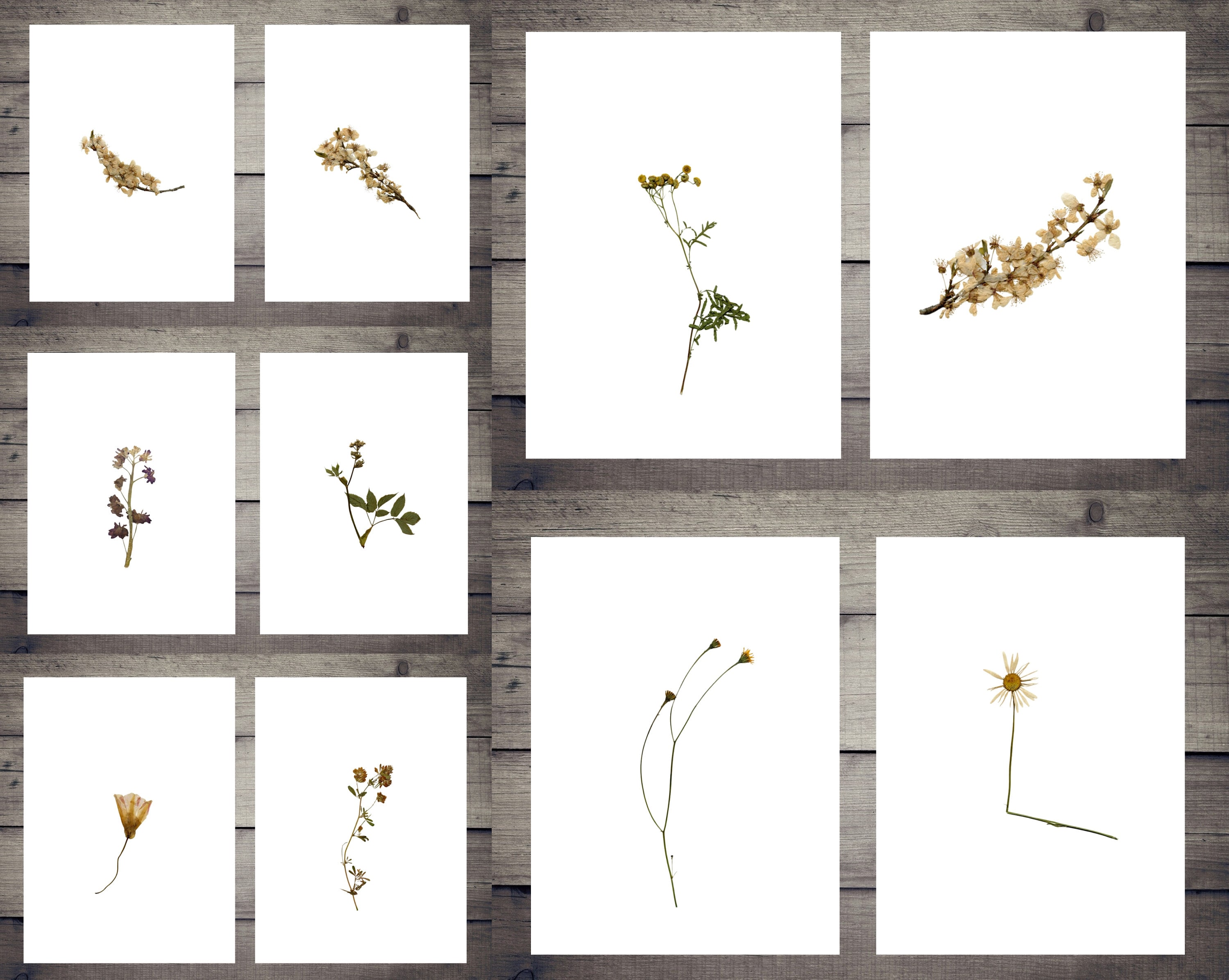 Pressed Flowers Pressed Leaves Printable Pressed Flowers | Etsy