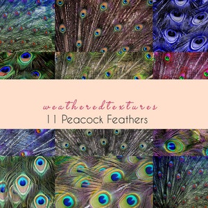 PEACOCK Feathers Paper Pack- Digitale Papiere, 11 Pfauenhintersätze, Instant Printable Download-Basteln, Party, Hochzeit, Fotografie