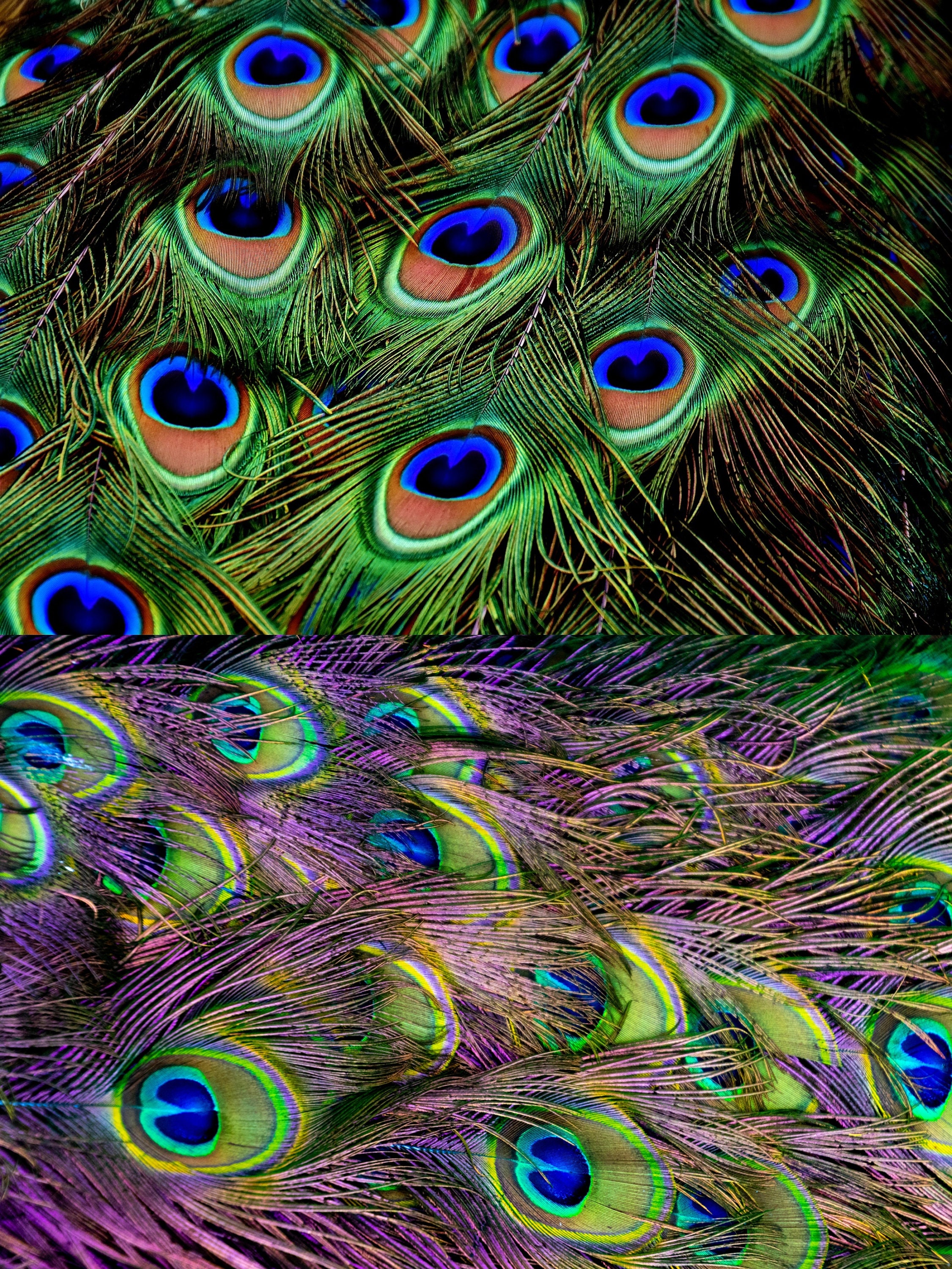 PEACOCK Feathers Paper Pack Digital Papers 11 Peacock - Etsy