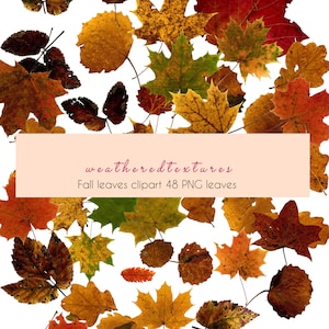 Feuilles d’automne, Clipart d’automne, PNG d’automne, Clipart de 48 feuilles PNG, Feuilles de chêne, Feuilles d’érable png, PNG d’automne, Image clipart de Thanksgiving, Utilisation commerciale