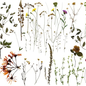 Flores prensadas PNG, clipart de flores secas, flores prensadas secas PNG, clipart de flores silvestres, clipart de flores de herbário, flores secas digitais