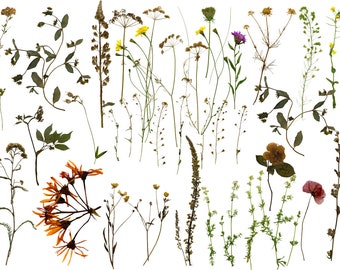 Pressed flowers PNG, Dry flowers clipart,Dried pressed flower PNG, Wildflower clipart, herbarium flowers clipart, Digital dried flowers