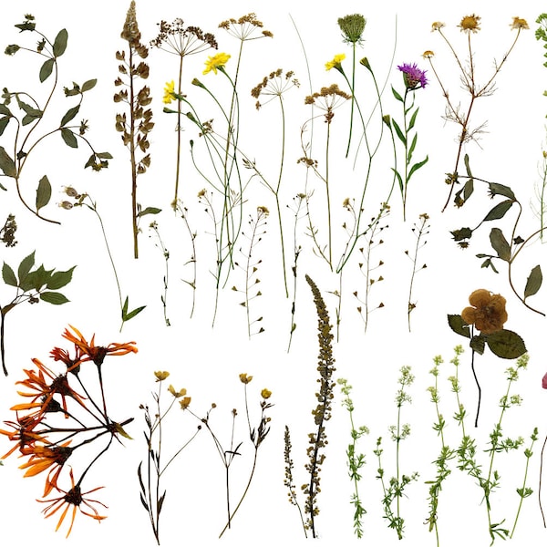 Pressed flowers PNG, Dry flowers clipart,Dried pressed flower PNG, Wildflower clipart, herbarium flowers clipart, Digital dried flowers