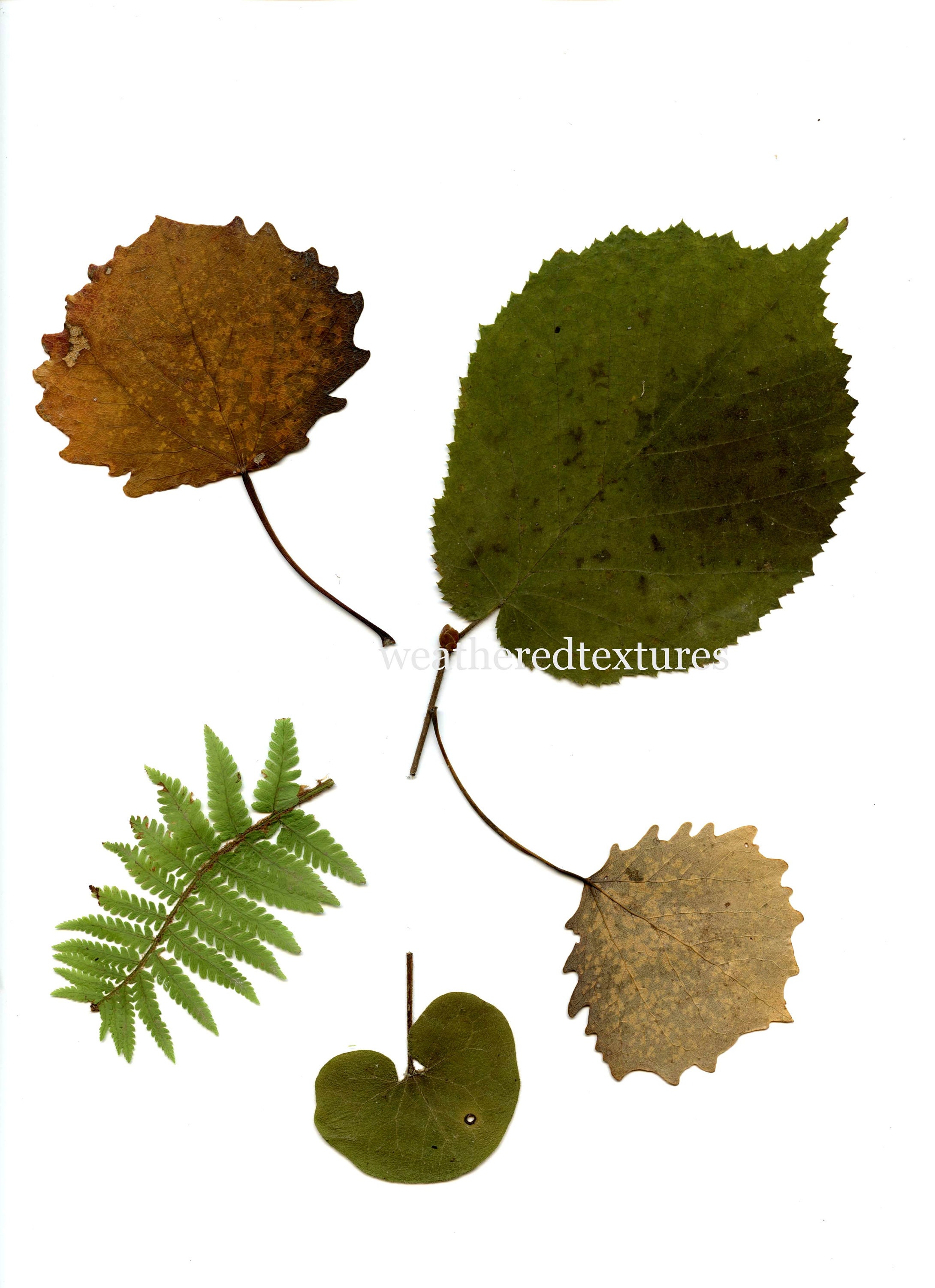 Pressed Leaves Printable Pressed Leaves Digital Download - Etsy