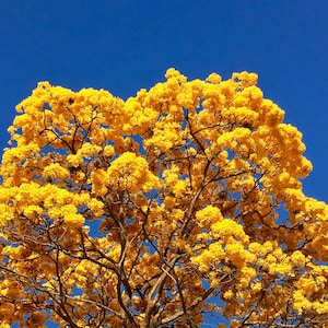 Yellow Araguaney and blue Caracas