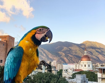 May include: A blue and yellow macaw perched on a wire fence with a city and mountains in the background.