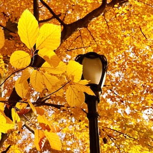 Autumn in Central Park, New York City NYC