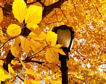 Autumn in Central Park, New York City NYC