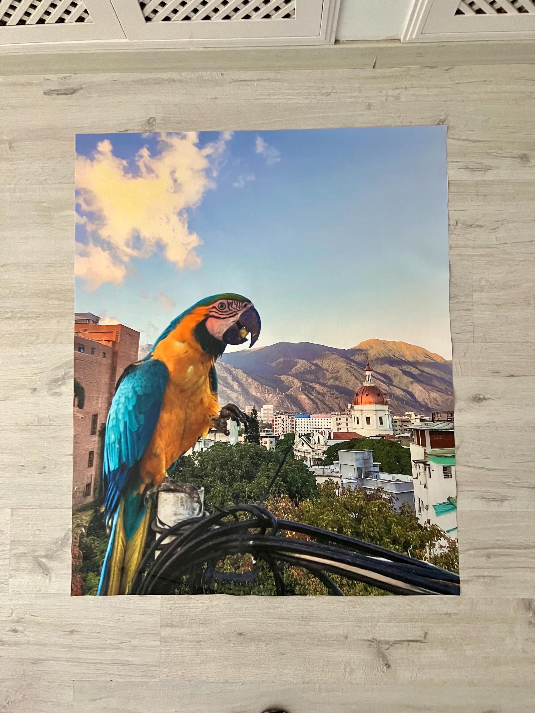 Photo Paper and Canvas Print: Guacamaya, Avila and San Pedro