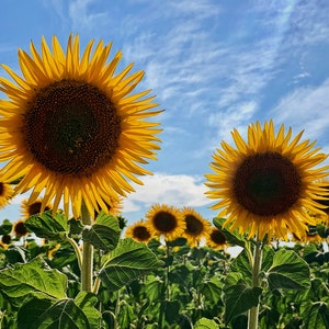 Sunflower in Brihuega, Spain. España