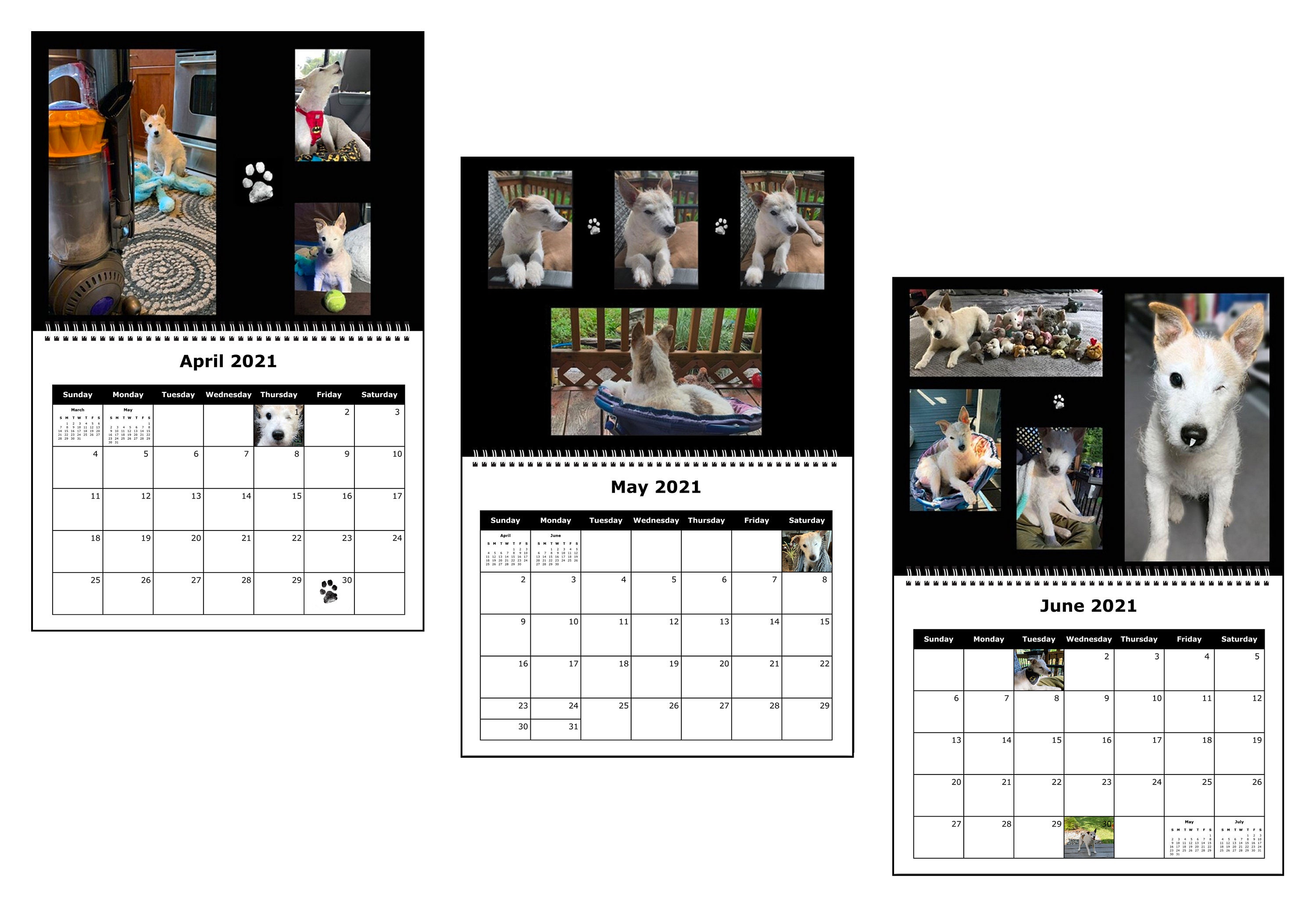 2021 Sir Ratchet Wood Calendar Jack Russell Terrier Dog | Etsy