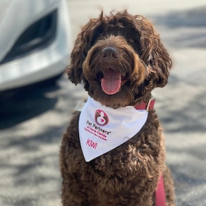 Dog bandana manufacturer sales