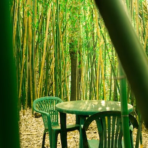 Bamboo plant