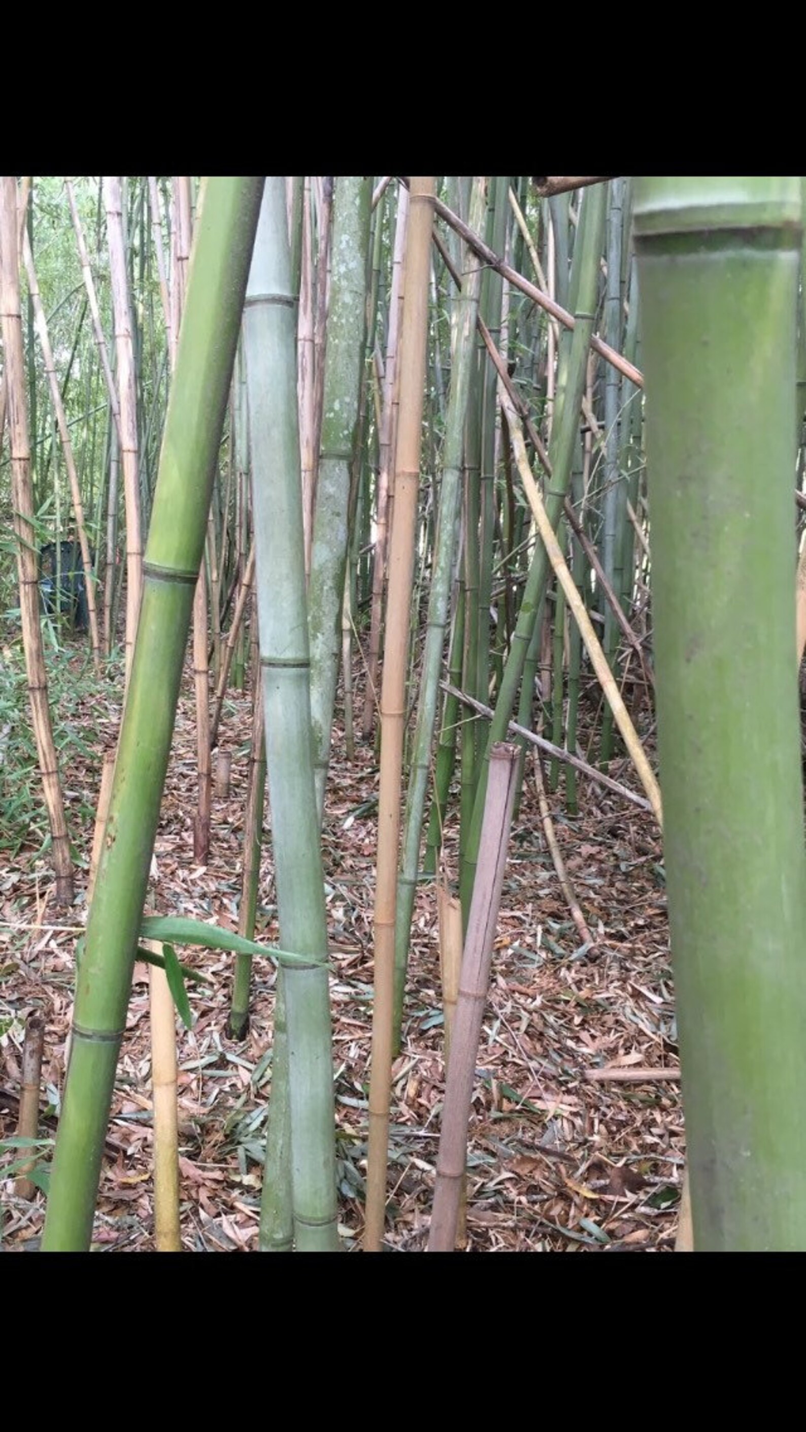 Red margin bamboo Etsy