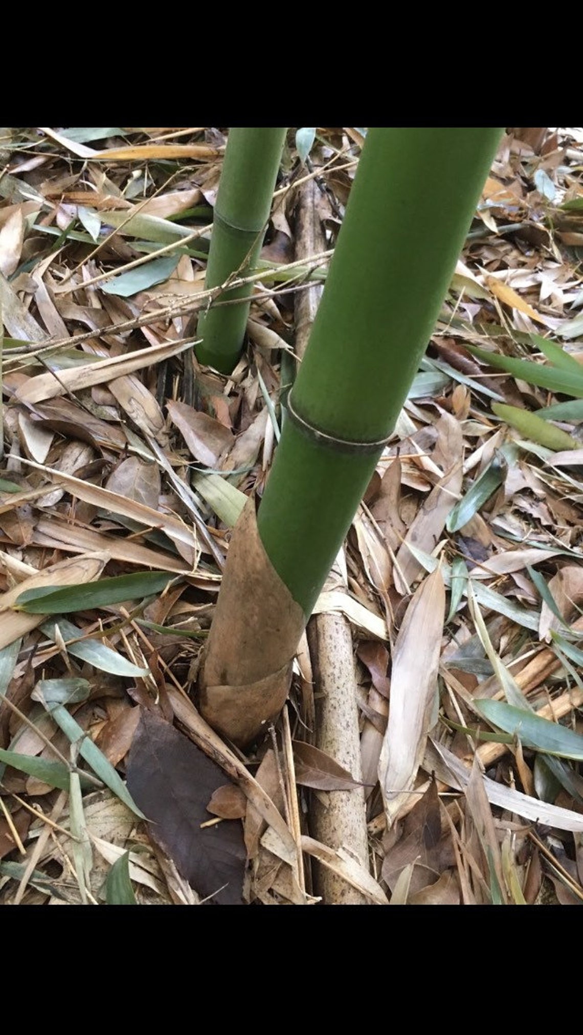 Red Margin Bamboo Etsy