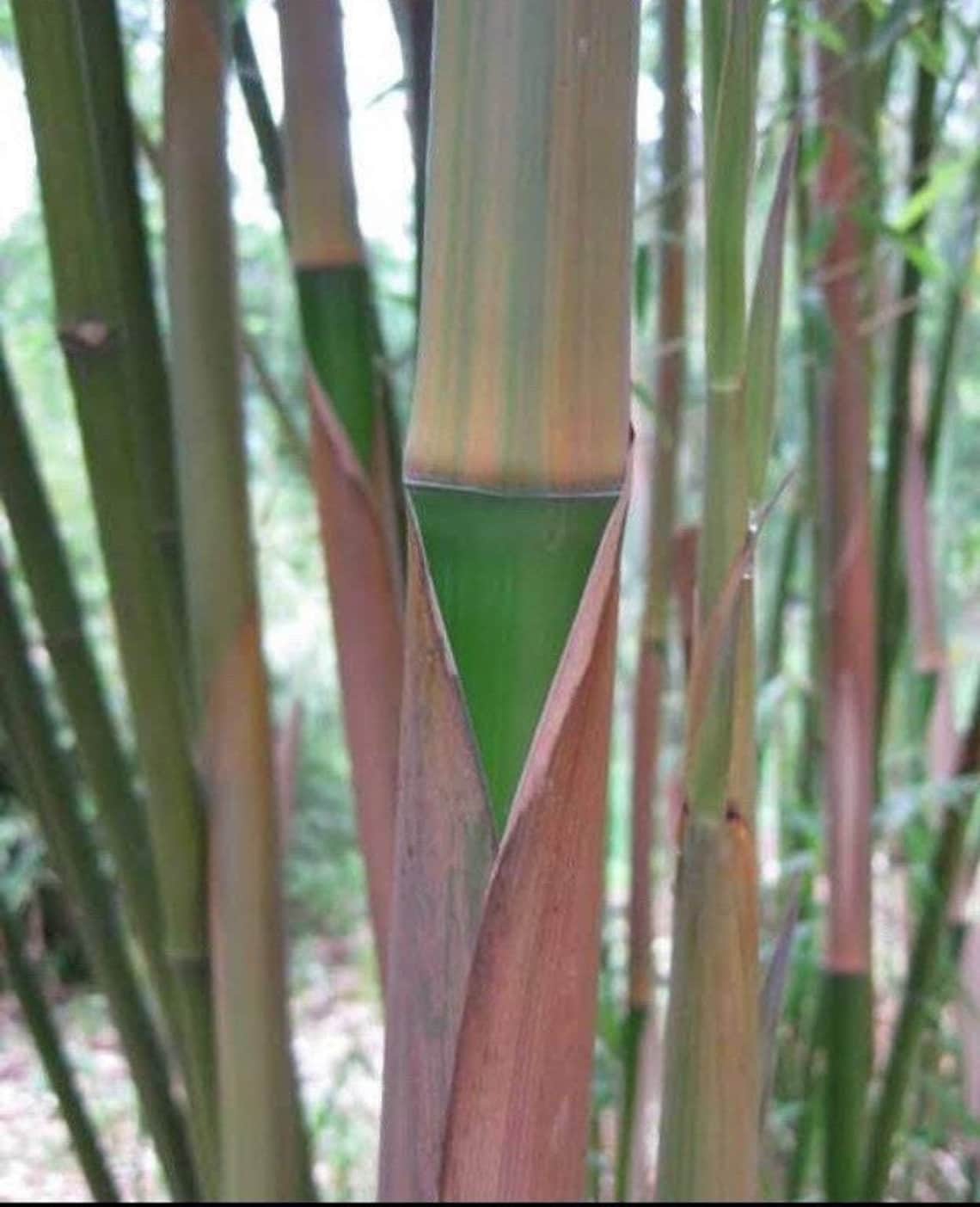 Red Margin Bamboo Etsy