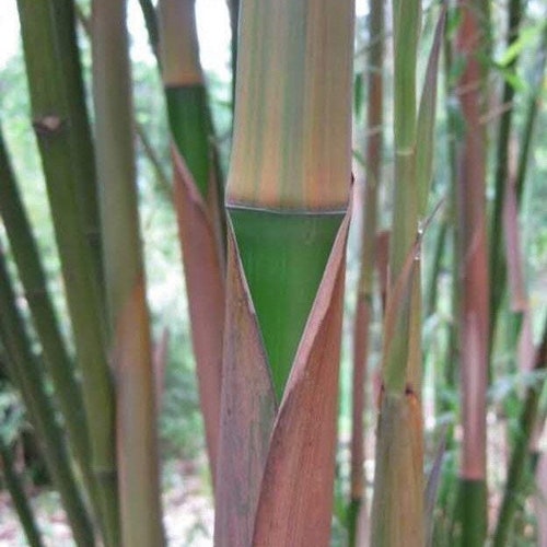 4 Red Margin Bamboo Rhizomes – Phyllostachys Rubromarginata, 6-10″ Tall, Cold Hardy