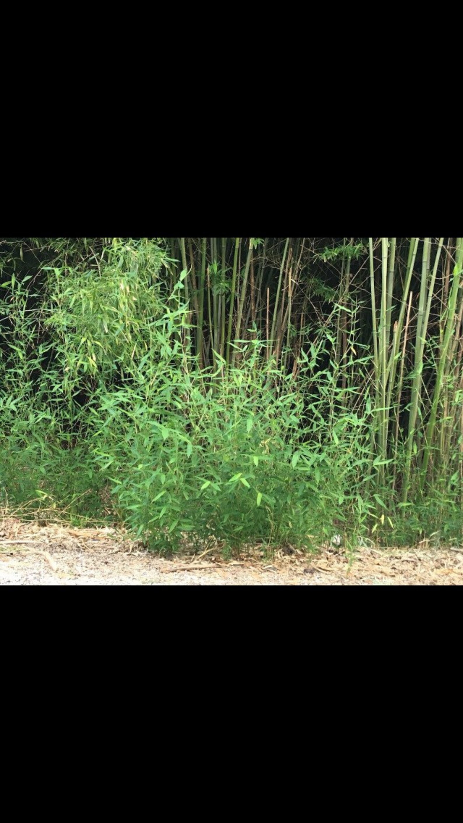 Red Margin Bamboo Etsy