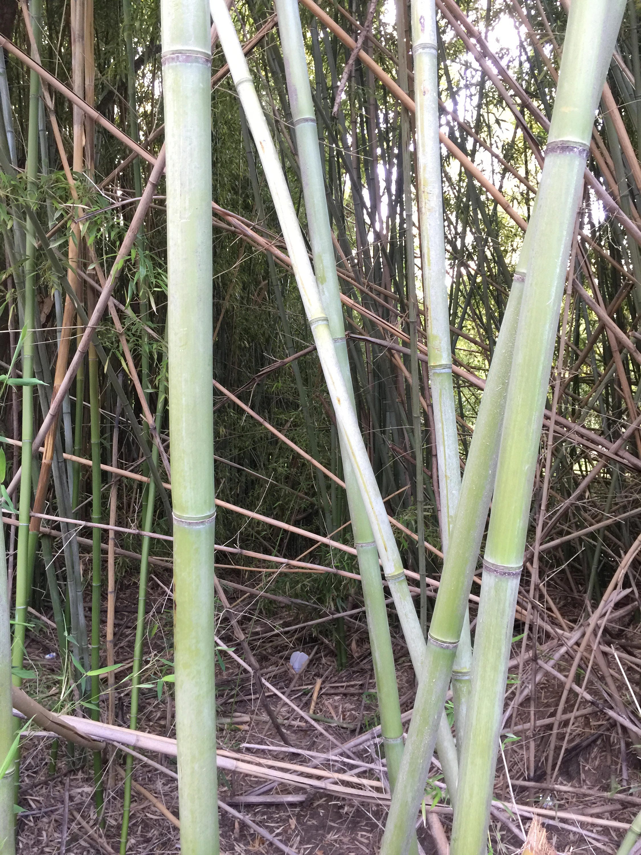 Bamboo plant | Etsy