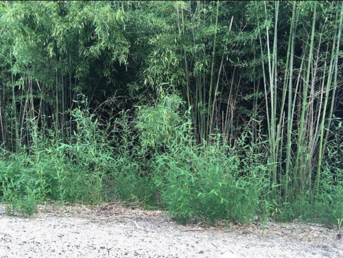 Red Margin Bamboo Etsy UK