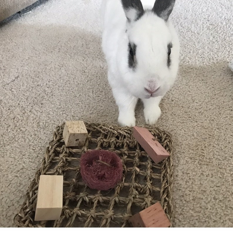 Fruity Fun Mat Flavored Chew Toys for Rabbits Bunnies Etsy