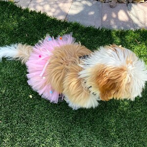 May include: A small, fluffy dog wearing a pink tutu with colorful pom-poms. The dog is sitting on green grass.