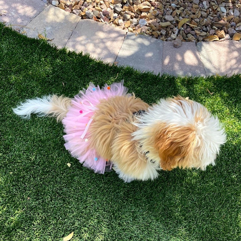 May include: A small, fluffy dog wearing a pink tutu with colorful pom-poms. The dog is sitting on green grass.