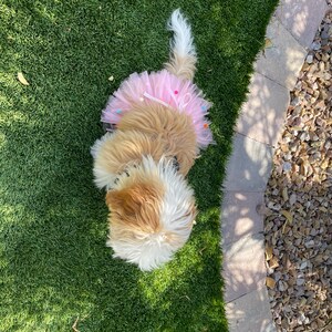 dog tutu, pink dog, pom pom dog tutu, dog skirt, dog dress, dog birthday outfit, princess dog, photo props dog, photoshoot dog, tutu skirt, pink pom pom tutu, dog outfit