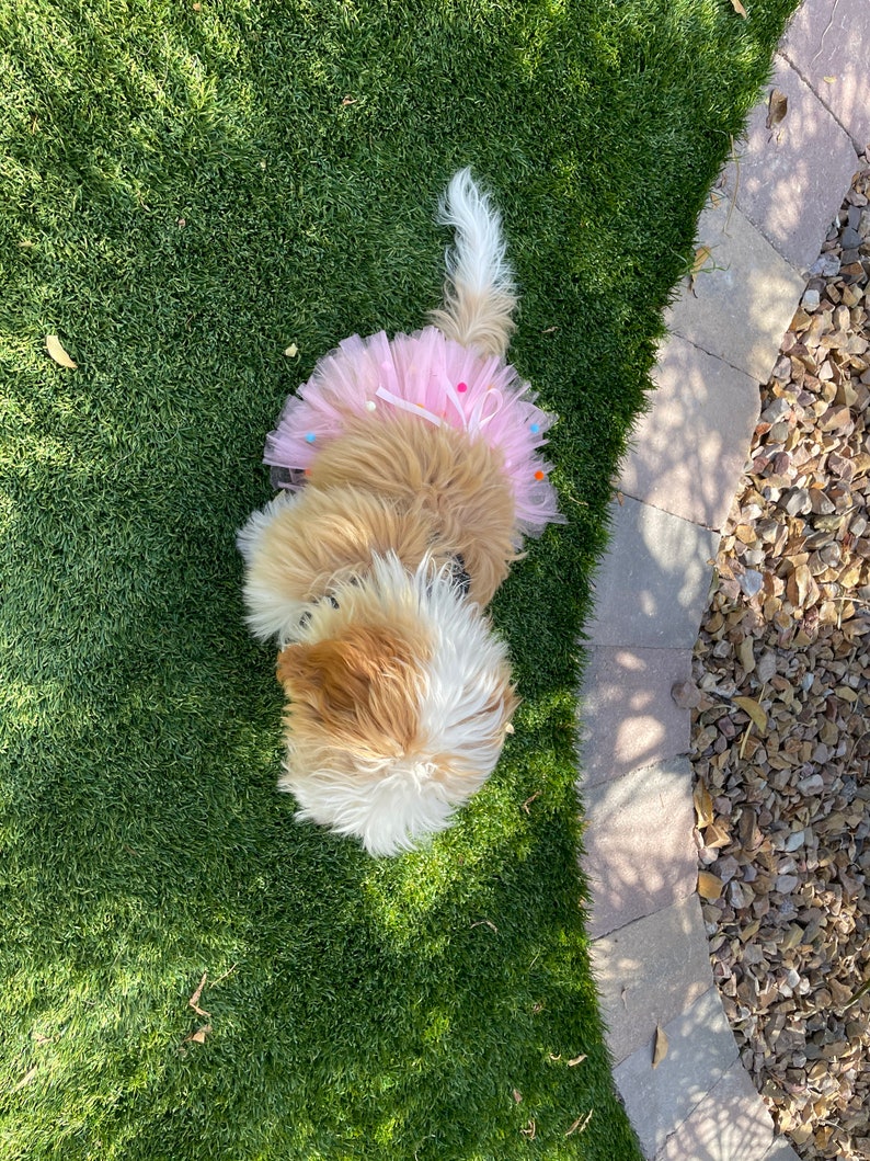 dog tutu, pink dog, pom pom dog tutu, dog skirt, dog dress, dog birthday outfit, princess dog, photo props dog, photoshoot dog, tutu skirt, pink pom pom tutu, dog outfit