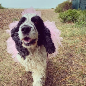dog tutu, pink dog, pink dog skirt, dog skirt, dog dress, dog birthday outfit, princess dog, photo props dog, photoshoot dog, tutu skirt, pink pet tutu, dog outfit