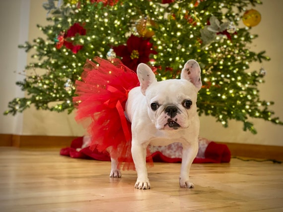 Red Dog Tutu | Size XS-XXXL | Birthday Dog Tutu | Red Dog Dress | Birthday Dog Skirt | Birthday Outfit for Dogs | Gift for Dog Girl