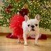 see more listings in the Dog Tutus section