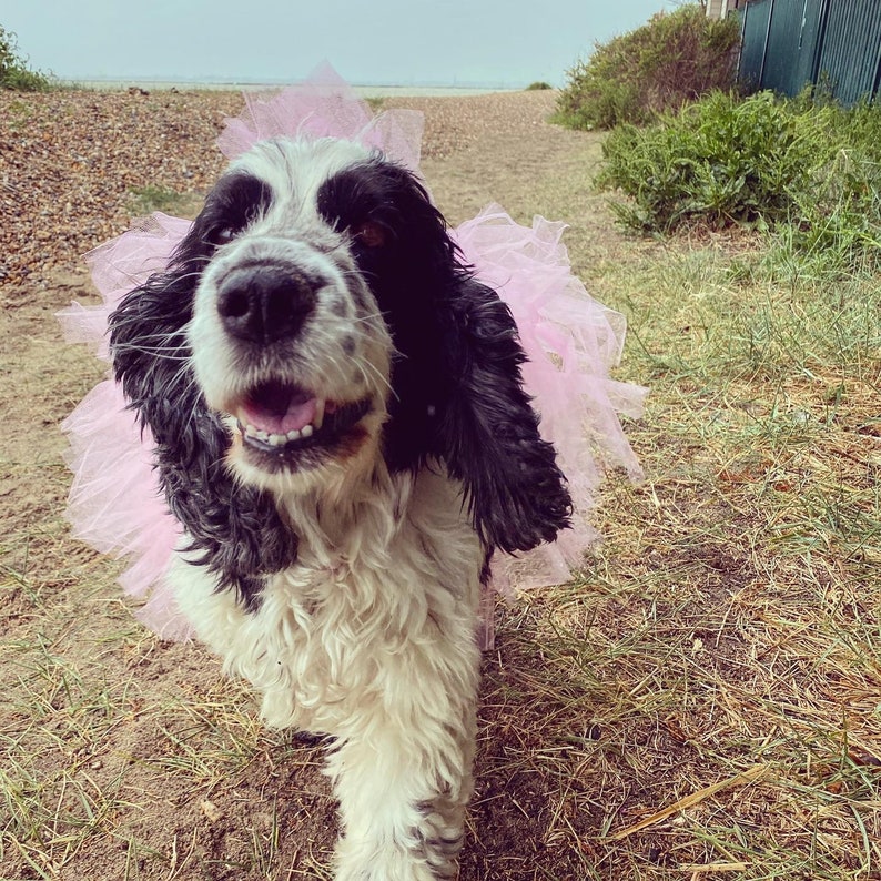 Light Pink Dog Tutu XSXXXL. Designed for outdoor walks and Etsy