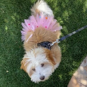 May include: A small, white and brown dog wearing a pink tutu with colorful polka dots. The dog is on a leash and looking at the camera. The dog is on a green grassy surface.