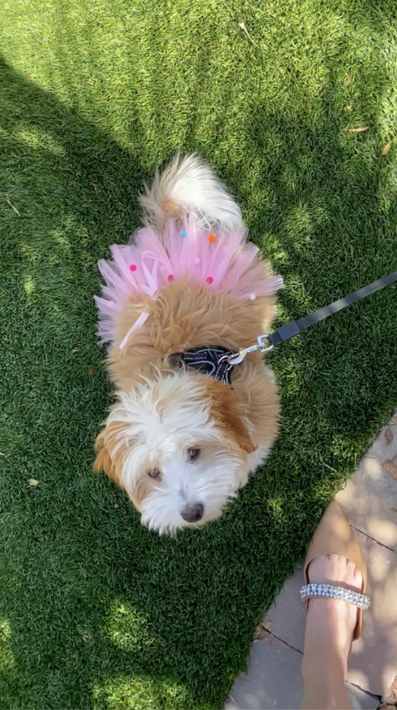 May include: A small, white and brown dog wearing a pink tutu with colorful polka dots. The dog is on a leash and looking at the camera. The dog is on a green grassy surface.