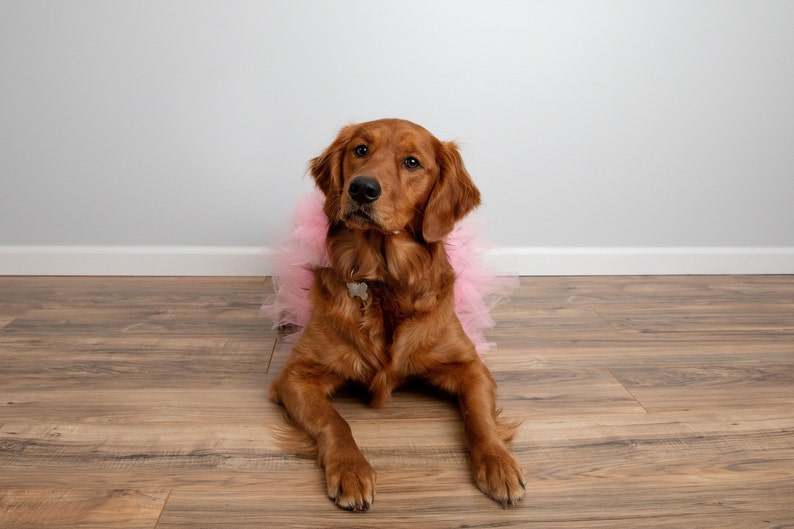 dog tutu, pink dog, pink dog skirt, dog skirt, dog dress, dog birthday outfit, princess dog, photo props dog, photoshoot dog, tutu skirt, pink pom pom tutu, dog outfit, large dog dress