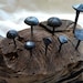 May include: A collection of eight hand-forged iron nails with different shaped heads, displayed on a piece of driftwood.